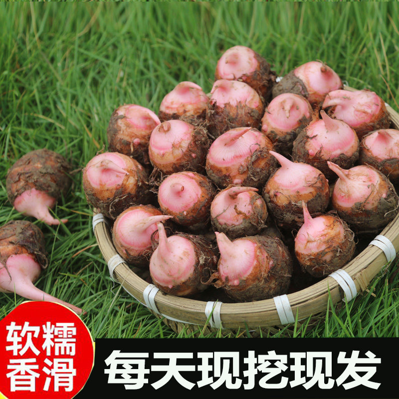 正宗红芽芋头现挖新鲜香糯香芋