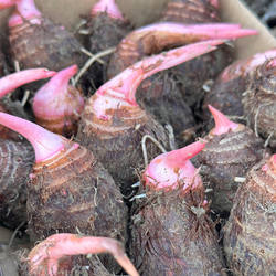 新鲜红芽芋头种子带芽现挖香芋苗小芋头育种新芋头广西荔浦香芋