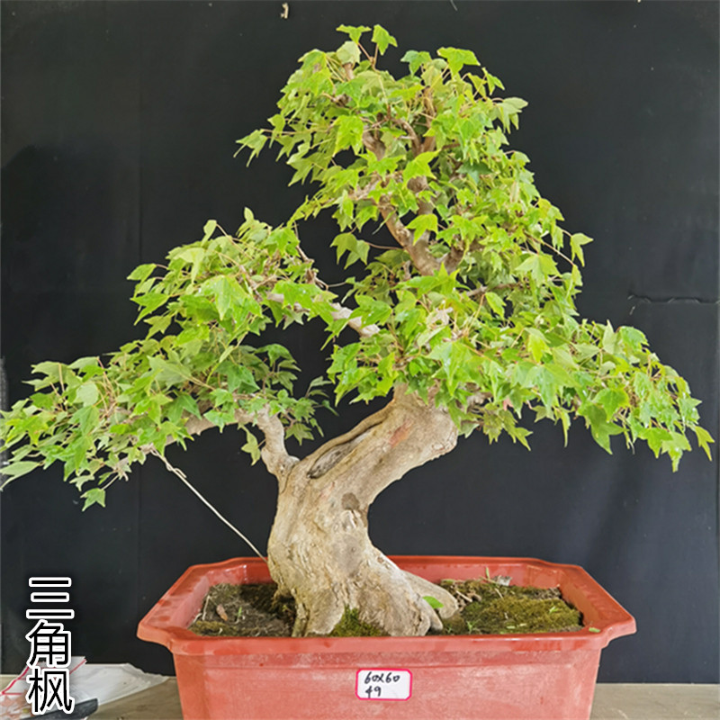 一物一拍三角枫年功老桩盆景唐枫盆栽阳台窗台小叶红芽造型枫树