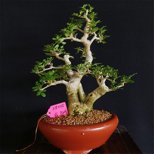 湖北京山对节白蜡茶台精品小老桩耐寒盆景微型掌中宝阳台绿植盆栽