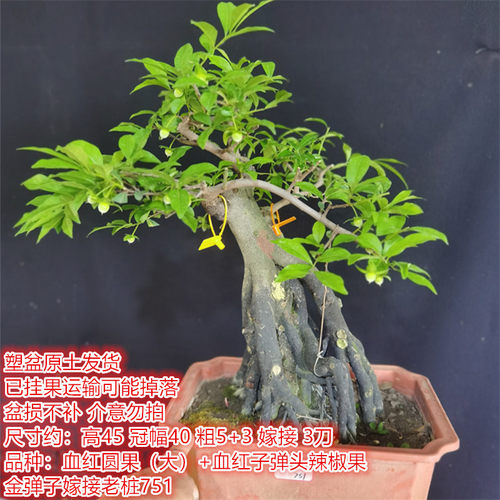 一物一拍金弹子嫁接挂果母桩血红果辣椒果黑塔子花生葫芦瓶兰花