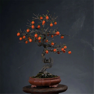 耐寒老鸦柿盆景嫁接梦之na宝来喋血赤兔黑凤天王寿星根艺挂果熟桩