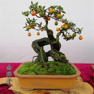 四川金弹子品种挂果母桩血红果黑塔子花生葫芦瓶兰花阳台老桩公桩