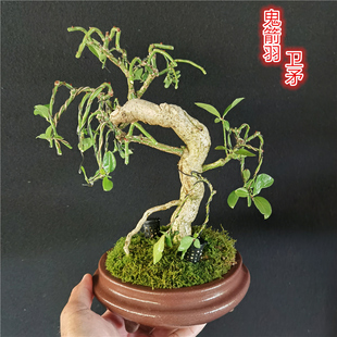 火焰卫矛盆景桃叶真弓卫矛小老桩鬼箭羽盆栽四面锋六月棱山鸡条子