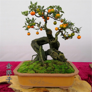 金弹子挂果阳台盆景嫁接老桩花生果熟桩根艺辣椒果黑塔子公母同株