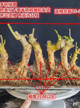 对节白蜡盆景素材中小微型树苗掌中宝组合丛林耐寒耐热盆栽窗阳台