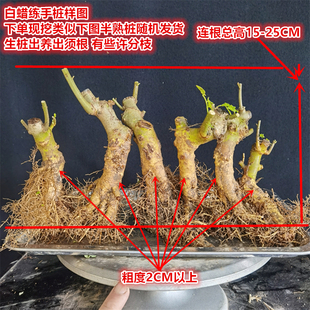 对节白蜡盆景素材中小微型树苗掌中宝组合丛林耐寒耐热盆栽窗阳台