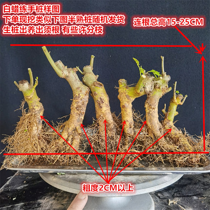 对节白蜡盆景素材中小微型树苗掌中宝组合丛林耐寒耐热盆栽窗阳台