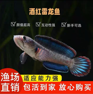 酒红雷龙鱼阿萨姆蓝帆雷龙小型猛鱼观赏鱼幻彩艳丽火背血斑一型