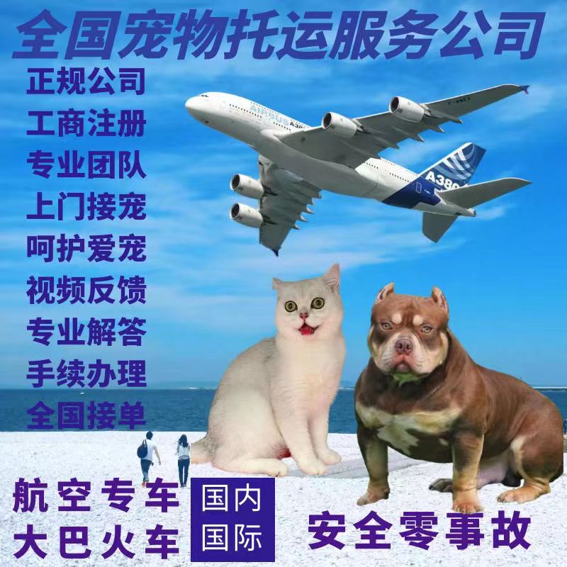 宠物托运全国北京天津上海广州深圳航空专车大巴火车安全零事故