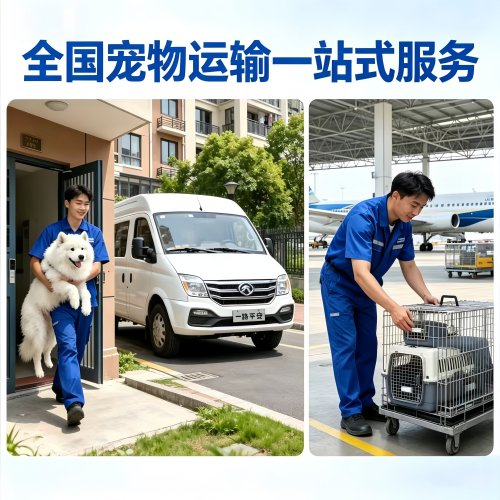 宠物托运国内国际上门接送