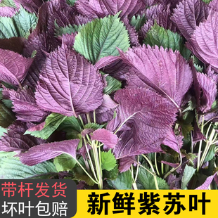 新鲜紫苏叶带杆发货可炒虾炒螺牛蛙海鲜配料现摘鲜紫苏叶广西紫苏
