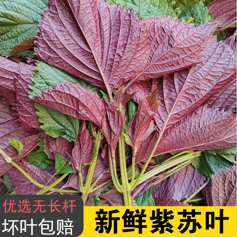 现摘广西新鲜紫苏叶可食用饭店香料提香去腥炒田螺鱼生配料紫苏叶