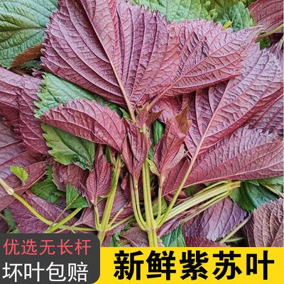 现摘广西新鲜紫苏叶可食用饭店香料提香去腥炒田螺鱼生配料紫苏叶