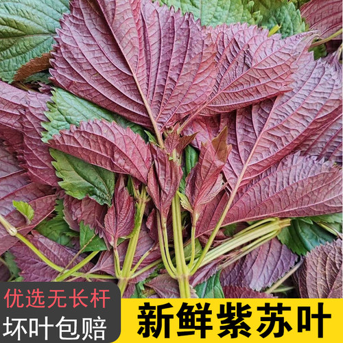 现摘广西新鲜紫苏叶可食用饭店香料提香去腥炒田螺鱼生配料紫苏叶