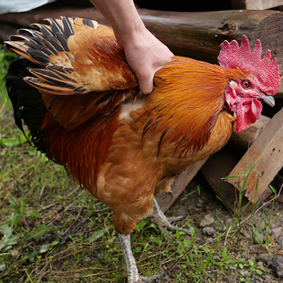 贵州正宗老品种土公鸡农家散养土鸡自由觅食跑山鸡放养一年半公鸡