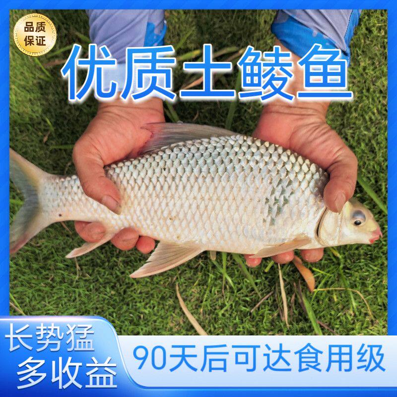 鲮鱼苗罐头鱼豆豉鱼苗鲮公雪鲮麦鲮鱼苗淡水养殖鲮鱼小鱼广东