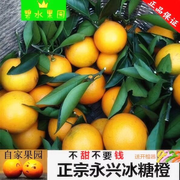 永兴冰糖橙橙子超甜薄皮当季水果湖南郴州特产冰糖橙10斤精品果