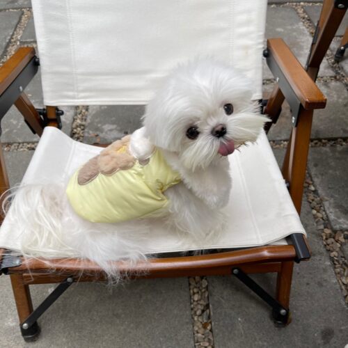 PPPIG猫狗棉服防水防污
