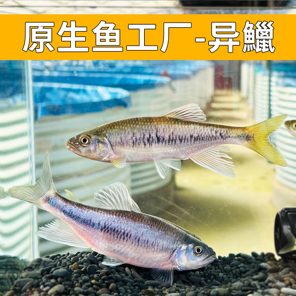 异鱲汕尾异鱲原生鱼网红群游鱼冷水鱼好养耐活冬天不需加温