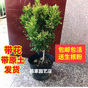 香水米兰花盆栽室内外花卉植物四季开花浓香好养老桩盆景驱蚊绿植