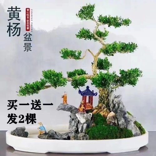 正宗皱皮雀舌黄杨盆景广东软枝素材造型树苗绿植精品小苗带泥带叶