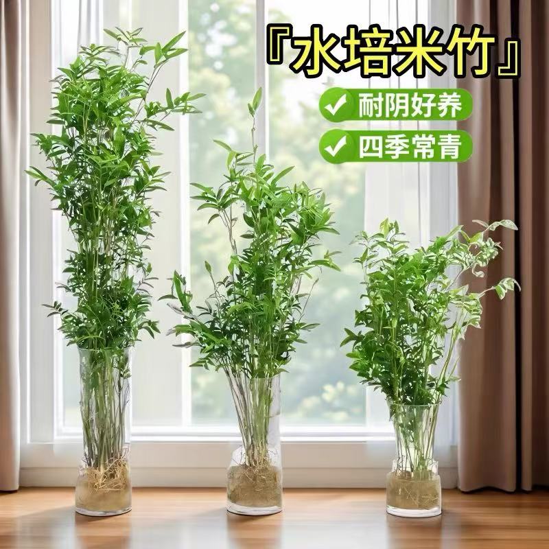 水培米竹发货新手土培观赏米竹观赏竹客厅懒人土壤绿植种植好养活