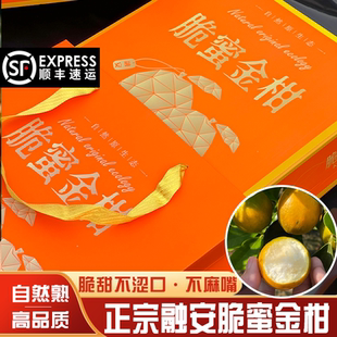 正宗融安脆蜜金柑第三代现摘新鲜水果甜桔子礼盒独立装非糖聚金桔