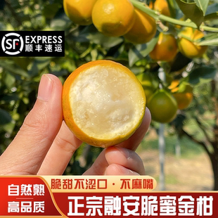 正宗融安脆蜜金桔金柑广西第三代融安金桔大果新鲜金橘礼盒装顺丰