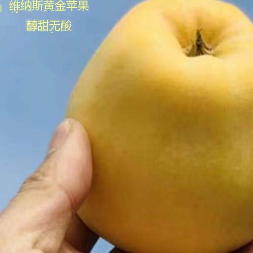 正宗山东维纳斯黄金苹果醇香脆甜