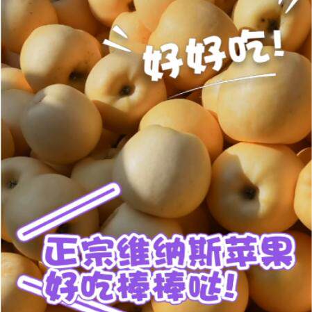正宗山东维纳斯黄金苹果脆甜无酸