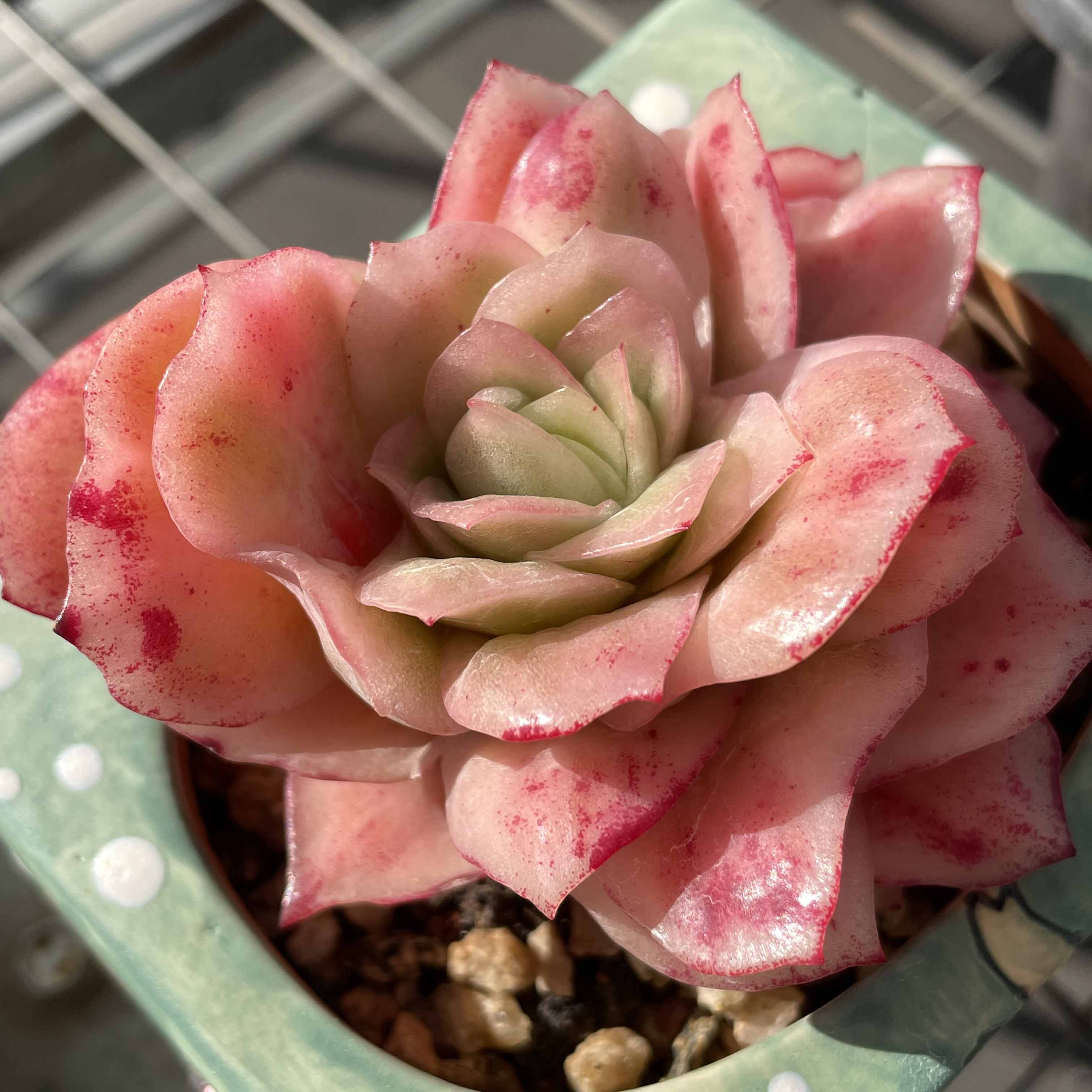 10 冰玫瑰  花沐多肉博物馆满48包邮