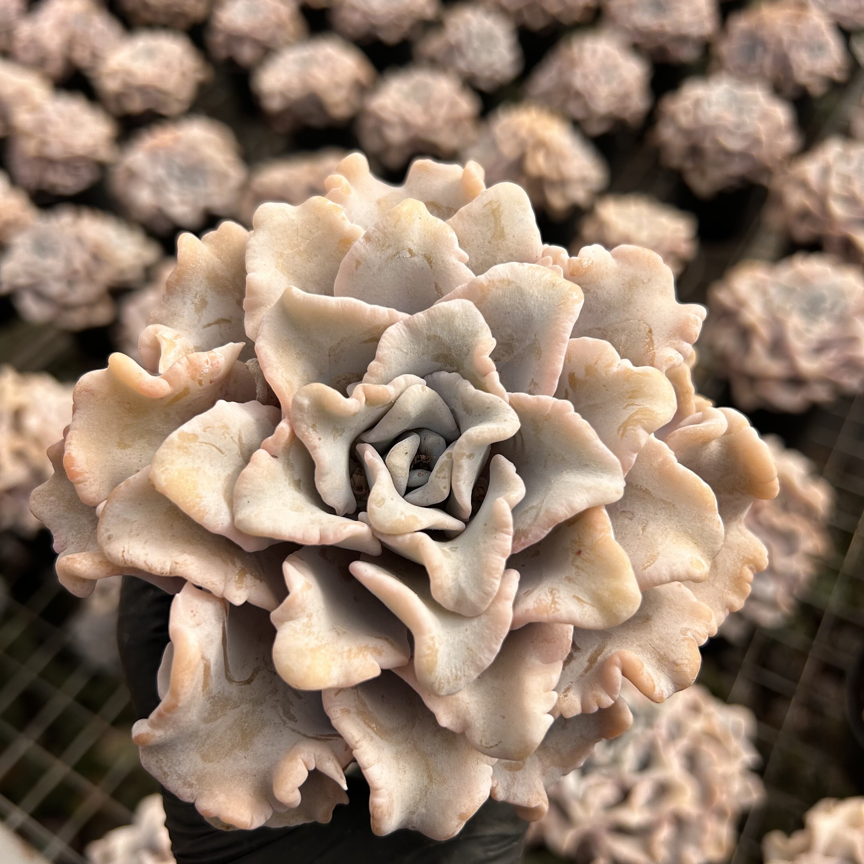 【花沐多肉】 芭蕾舞者 白饺 多肉植物 直播间一物一拍