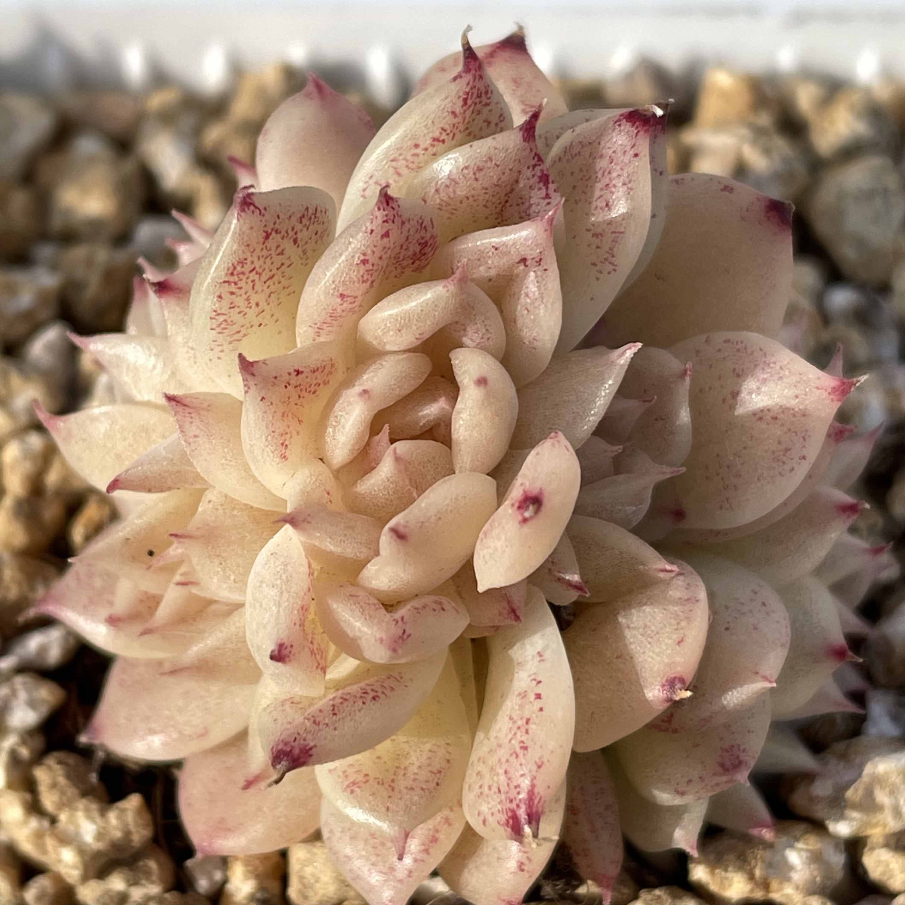 18  蝴蝶叶麦秆个体  花沐多肉博物馆