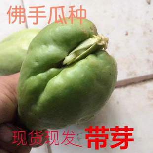 云南带芽佛手瓜苗新鲜种瓜苗种子老瓜丰收瓜洋丝瓜倭瓜福寿瓜种瓜