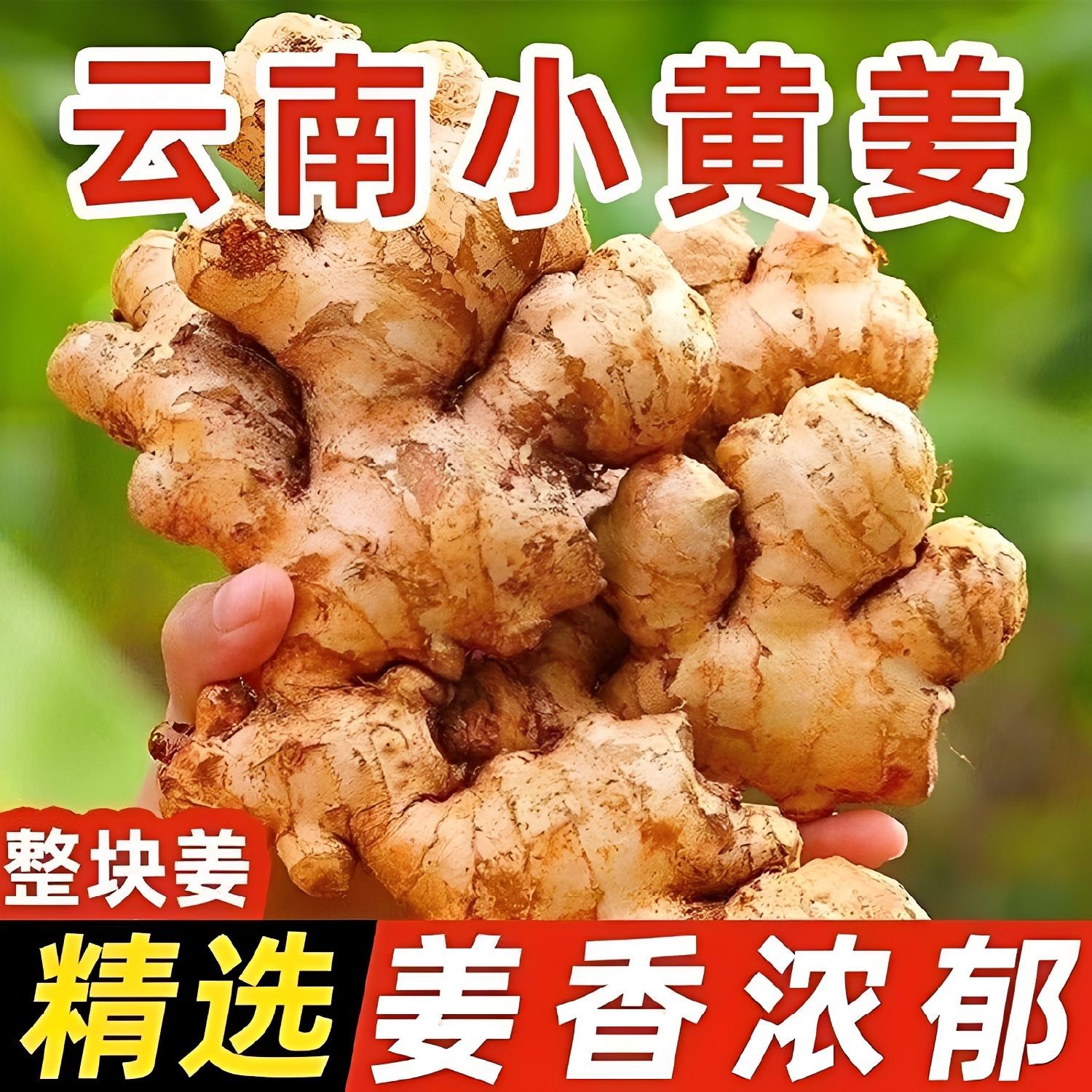 云南高山小黄姜新鲜现挖现发生姜