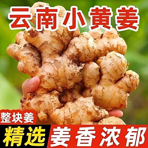 云南高山小黄姜新鲜现挖现发生姜