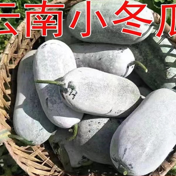 2025现摘新鲜云南小冬瓜迷你小香毛冬瓜挂霜蜡粉节瓜自种农家蔬菜
