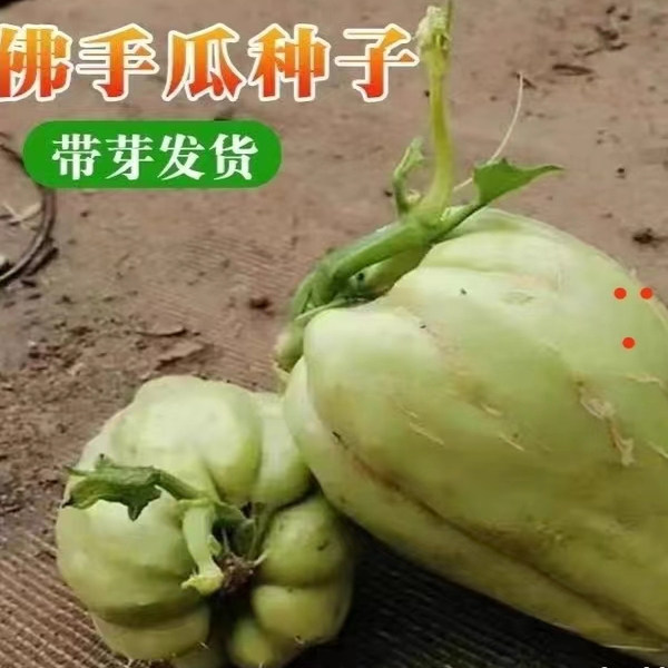 云南佛手瓜苗新鲜种瓜苗种子带芽发芽老瓜丰收瓜洋丝瓜倭瓜福寿瓜