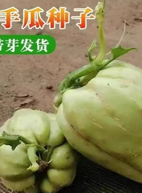云南佛手瓜苗新鲜种瓜苗带芽发芽