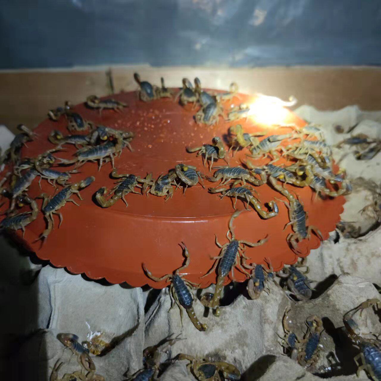 十足全蝎蝎子活体宠物全虫煲汤入药油炸泡酒食用药用活蝎子