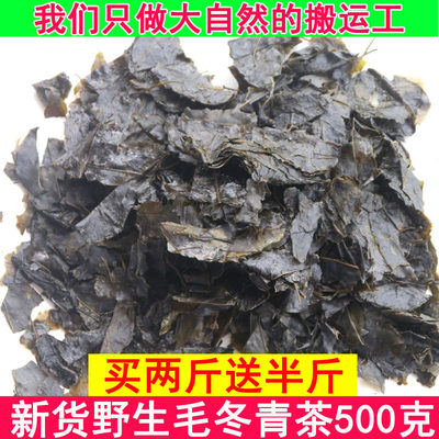 云南毛冬青天然特级大叶苦丁茶