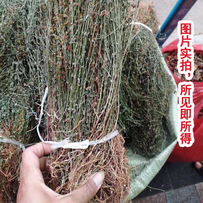 田基黄中药材 地耳草 黄花草雀舌草 新鲜干品整株田基王500克包邮