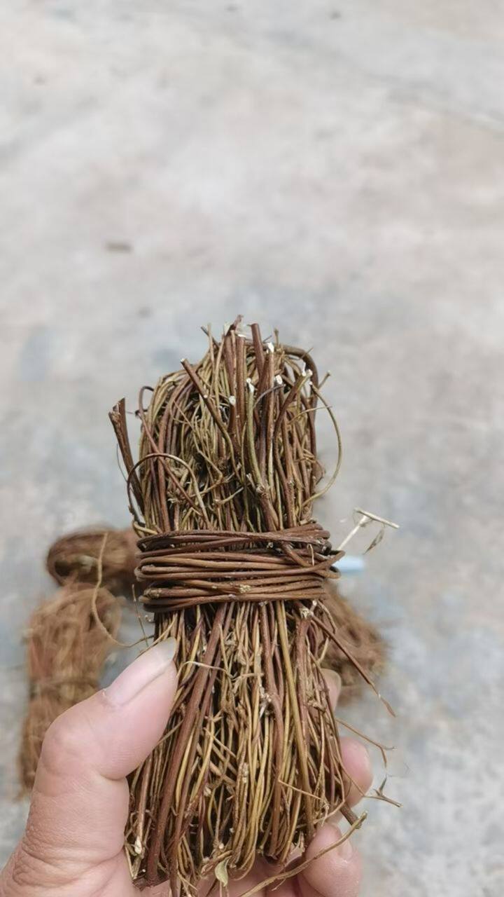 广西农家自晒鸡骨草 无叶鸡骨草 无叶鸡骨草 鸡骨草