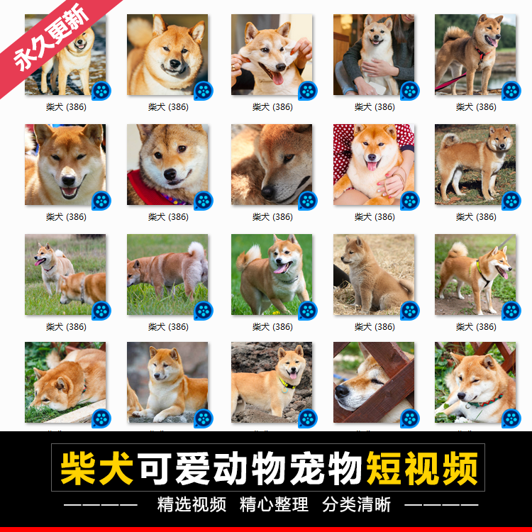 【1500款】宠物狗柴犬狗仔狗子各种日常生活搞笑可爱动物视频素材