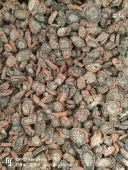 血丹参 甘肃岷县野生紫丹参中药材正品 丹参粉野生无硫紫丹参片