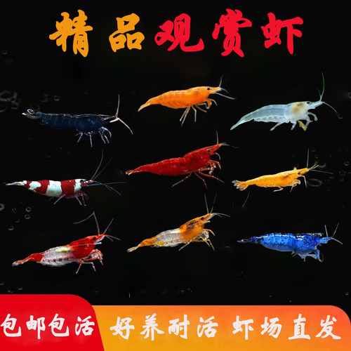除藻观赏虾黑壳虾好养耐活