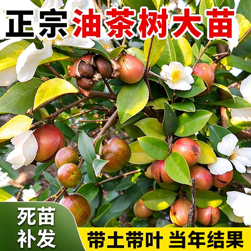 油茶树苗高产嫁接出油高