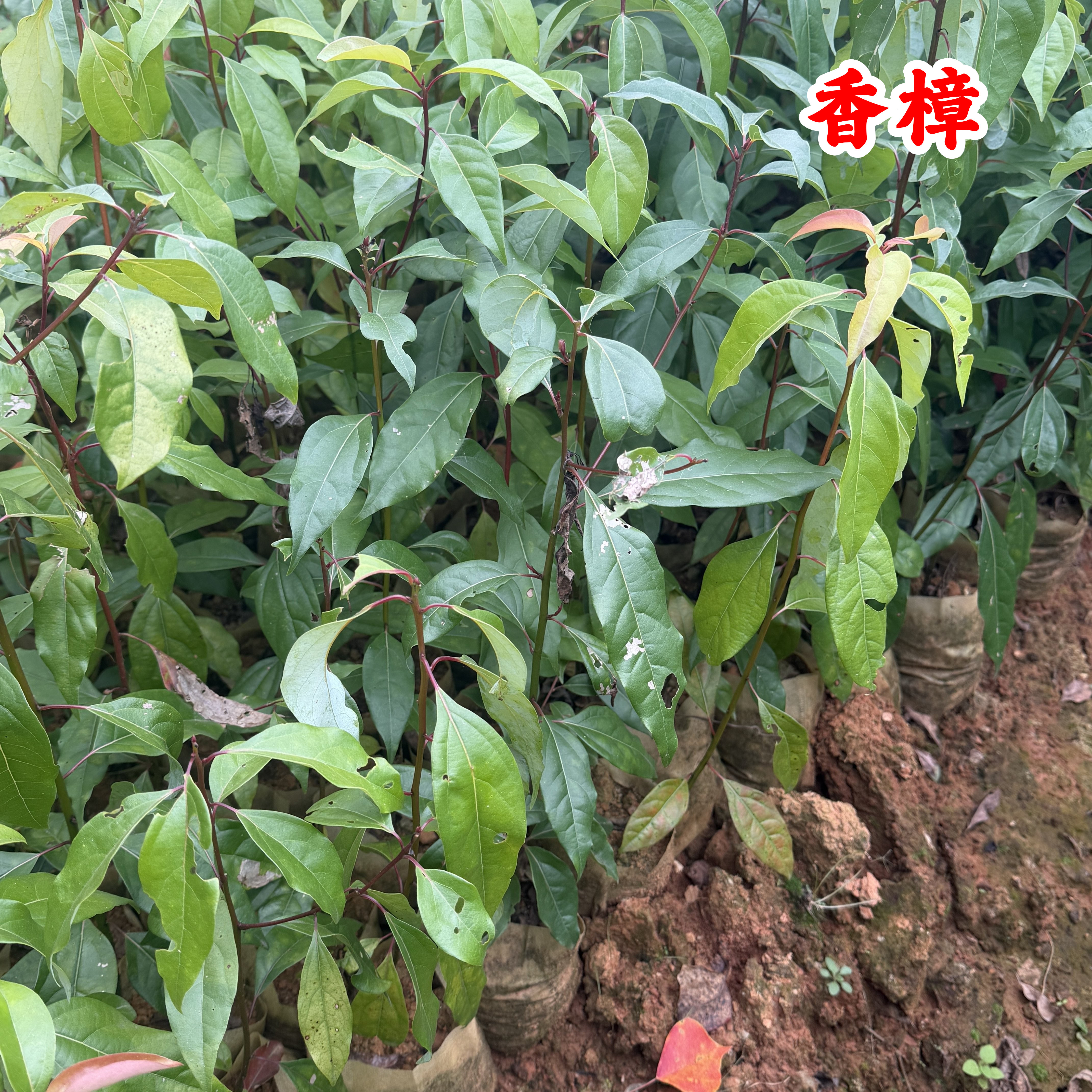 龙脑香樟树苗 香樟木树庭院绿化名贵树小苗盆景 驱蚊蚊虫 除甲醛