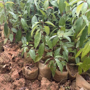 龙脑香樟树苗 香樟木树庭院绿化名贵树小苗盆景 驱蚊蚊虫 除甲醛